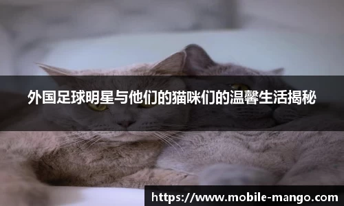 外国足球明星与他们的猫咪们的温馨生活揭秘